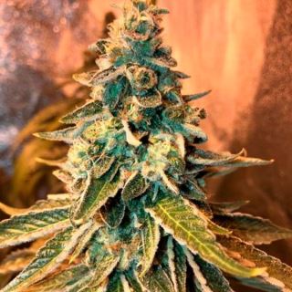 Chem OG  4 u. fem. Female Seeds