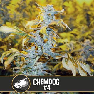 Chemdog 3 u. fem. Blimburn Seeds