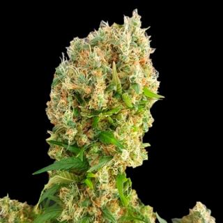 Chemdog Gorilla  1 u. fem. Expert Seeds