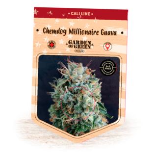 Chemdog Millionaire Guava  1 u. fem. Garden of Green Seeds