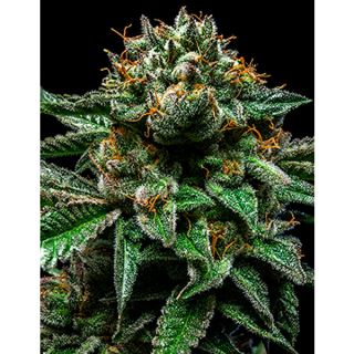 8462 - Chempie 1 u. fem. Ripper Seeds