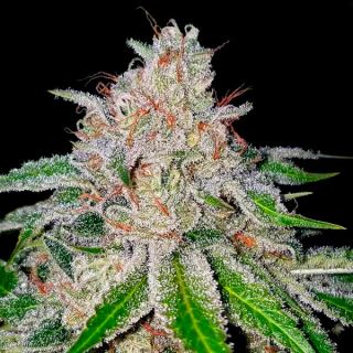 12258 - Cherry 18 3 u. fem. DNA Genetics