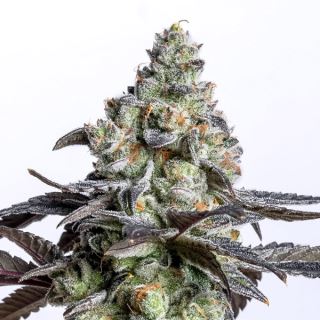 20221 - Cherry Cake 3 ud. fem Elev8 Seeds