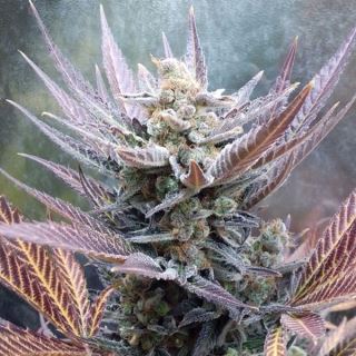 Cherry Cookies 1 u. fem Pure Instinto