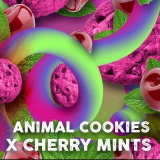 21240 - Cherry Cookies Mints  3 u. fem. Tramuntana Seeds