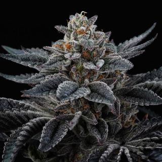 26156 - Cherry Crisp 3 ud. fem Perfect Tree