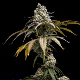 27516 - Cherry Crush  5 u. fem World of Breeders
