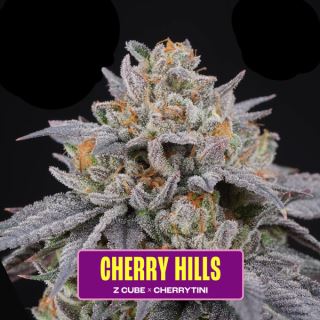 21200 - Cherry Hills 6 u. fem Perfect Tree