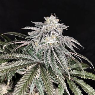 27245 - Cherry Melt  3 u. fem - Yuzuza Line- Pure Instinto