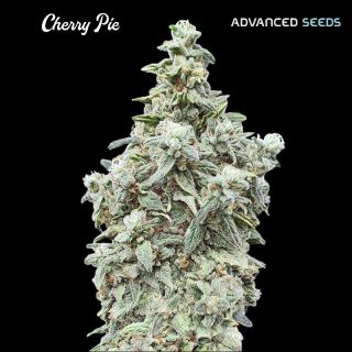 Cherry Pie   5 + 2 u. fem. Advanced Seeds