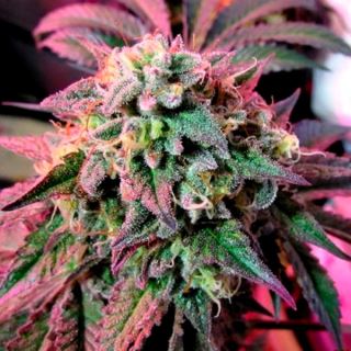 Cherry Pie  4 u. fem. Female Seeds