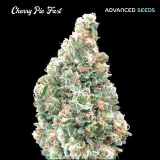 Cherry Pie Fast   1 u. fem. Advanced Seeds