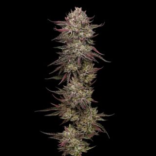 24874 - Chicken N'Wafflez Feminized 3 u. fem Humbold Seeds Company