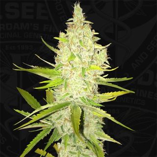 Chicle AKA Bubbledawg  2 u. fem. T.H. Seeds