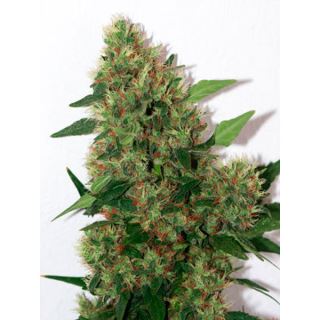 Chill-om 10 u. reg. Mandala Seeds