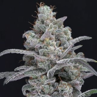 23302 - Chimera Crasher 1 u. fem - USA Line- Pure Instinto