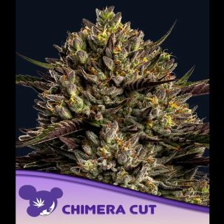 21520 - Chimera Cut  3 u. fem Anesia