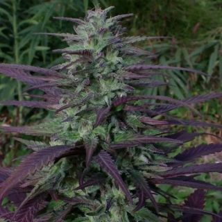 26238 - China Yunnan   5 u. Regular Ace Seeds