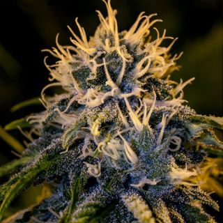 Chizpa 1 u. fem. Positronics Seeds