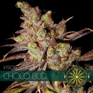 9215 - Choco Bud 3 u. fem. Vision Seeds