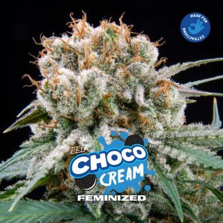 25602 - Choco Cream  7 u. fem BSF Seeds
