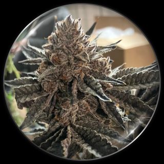 27510 - ChocoGas  5 u. fem. Medical Seeds