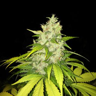 6514 - Chocolate Chunk  5 u. fem. T.H. Seeds