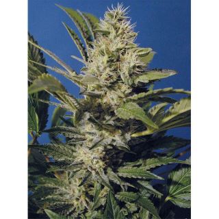 Chocolate Chunk  5 u. reg. T.H. Seeds