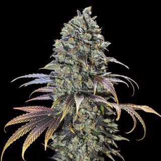 10727 - Chocolate Cream   3 u. fem. 00 Seeds