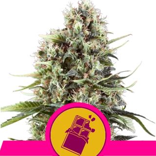 Chocolate Haze 10 u. fem. Royal Queen