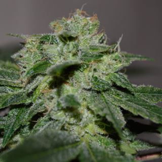 Chocolate Heaven 5u. G13 Labs