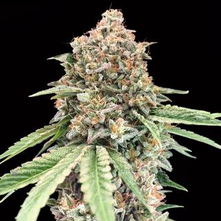 10728 - Chocolate Kush   3 u. fem. 00 Seeds