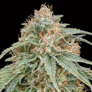 14217 - Chocolate Kush Fast   3 u. fem. 00 Seeds