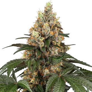 Chocolate Rainbow XXL  3 u. fem. Sensi Seeds