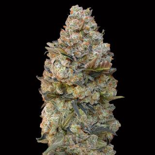 10729 - Chocolate Skunk   3 u. fem. 00 Seeds