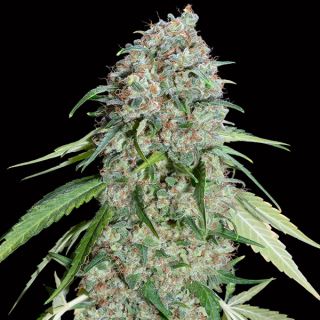 Chocolate Skunk CBD   3 u. fem. 00 Seeds