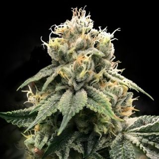 25787 - Chocolate Truffle Shuffle  3 u. fem. DNA Genetics