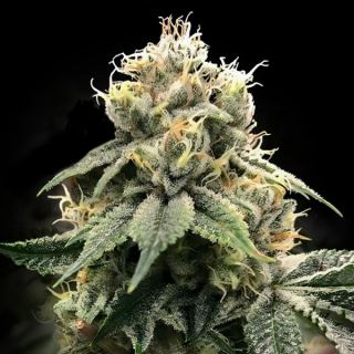 Chocolate Truffle Shuffle  5 u. fem. DNA Genetics