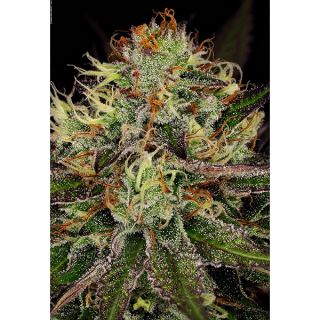 15019 - Chocolate Wafflez  3 u. fem. Paradise Seeds