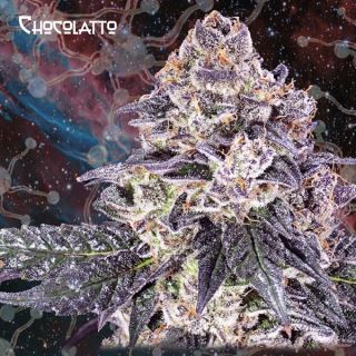 13271 - Chocolatto  5 u. fem. Nemeseeds