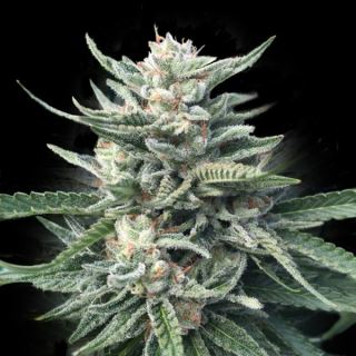 Chocolope   256 -  5 u. fem. DNA Genetics