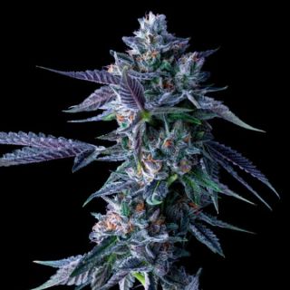 25789 - Chocolope  3 u. fem. DNA Genetics