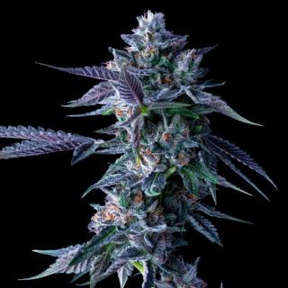 Chocolope  5 u. fem. DNA Genetics