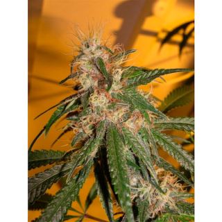 CH3 - Chocolope 3 u. fem. DNA Genetics (Agotada temporalmente)