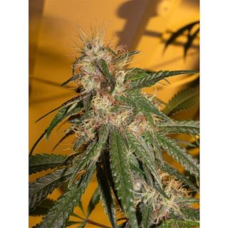 CHD6 - Chocolope 6 u. fem. DNA Genetics (Agotada temporalmente)