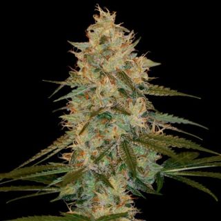 25790 - Chocolope Kush  3 u. fem. DNA Genetics