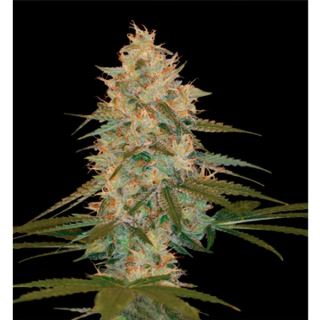 CHK3 - Chocolope Kush 3 u. fem. DNA Genetics (Agotada temporalmente)
