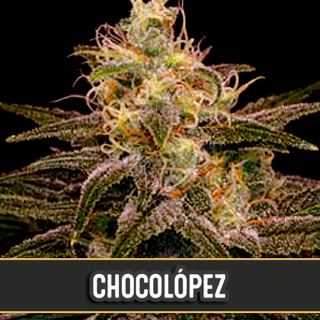 Chocolopez 3 u. fem. Blimburn Seeds