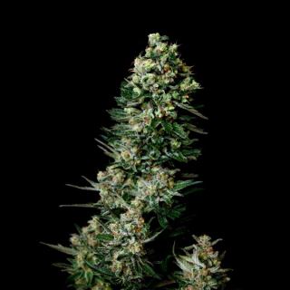 5509 - Chocolute F2 10u reg. Absolute Cannabis Seeds