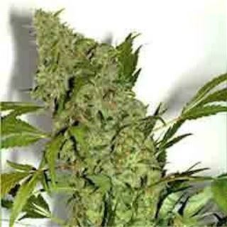 Chronic - 3 u. Fem. Serious Seeds